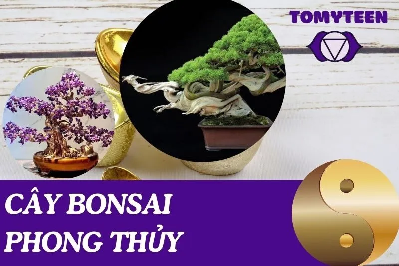 Cây Bonsai Phong Thủy: Ý Nghĩa, Cách Chọn Và Chăm Sóc