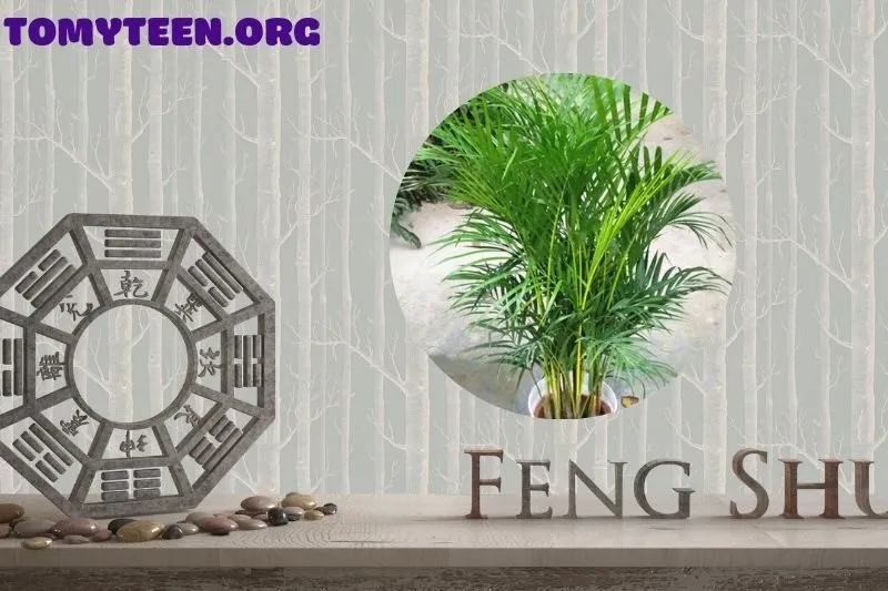 Cây cau cảnh phong thủy là gì và ý nghĩa của nó?