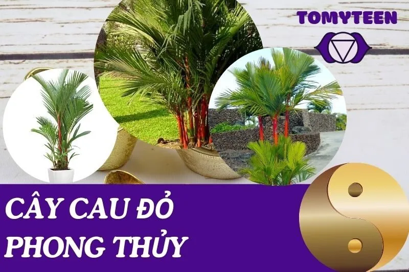 Cây cau đỏ phong thủy