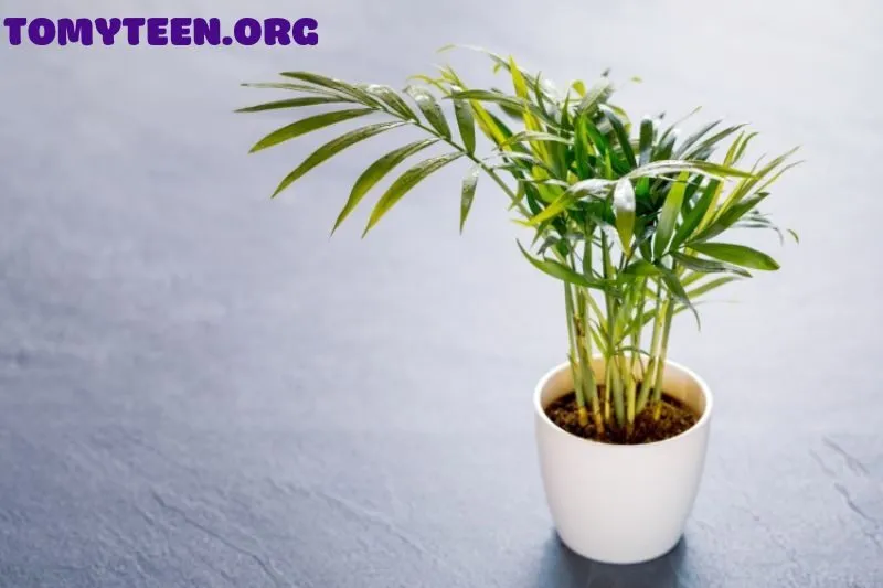 Cây Cau Tiểu Trâm Nên Đặt Ở Đâu?