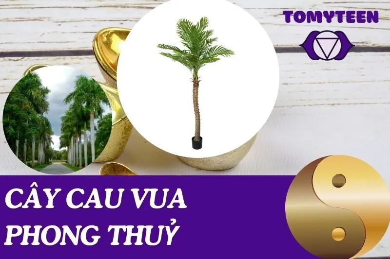 Cây Cau Vua Phong Thuỷ: Ý Nghĩa, Cách Trồng Và Chăm Sóc Hiệu Quả