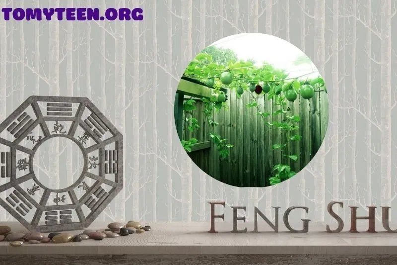 Cây chanh leo hợp với mệnh và tuổi nào trong phong thủy?