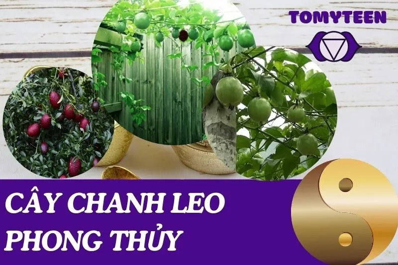 Cây chanh leo phong thủy