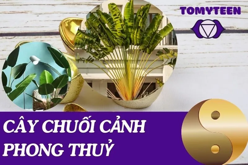 Cây Chuối Cảnh Phong Thuỷ: Ý Nghĩa, Cách Trồng Và Chăm Sóc