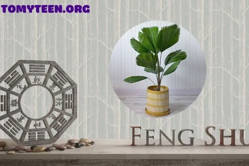 Cây Cọ Cảnh Hợp Mệnh Gì?