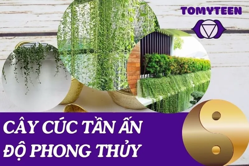 Cây cúc tần Ấn Độ phong thủy