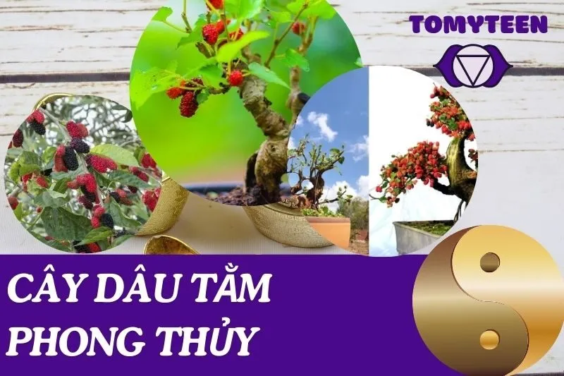 Cây dâu tằm phong thủy