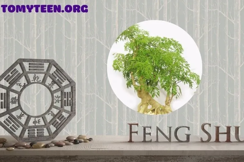 Cây đinh lăng hợp với những mệnh nào trong phong thủy?