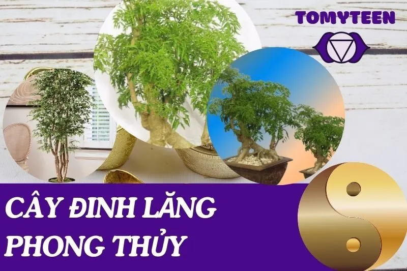 Cây đinh lăng phong thủy