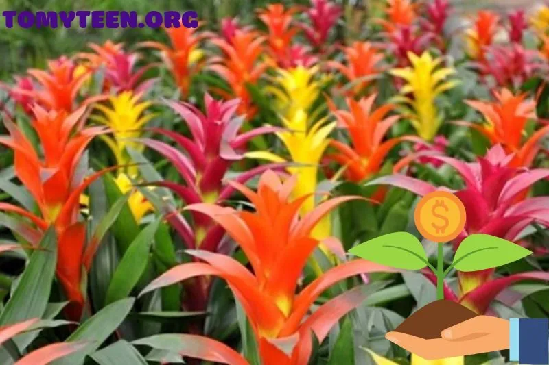 Cây dứa cảnh nến hợp mệnh và tuổi nào?