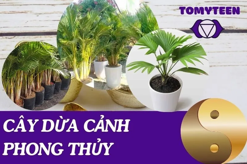 Cây dừa cảnh phong thủy