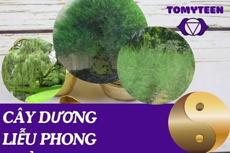 Cây dương liễu phong thủy