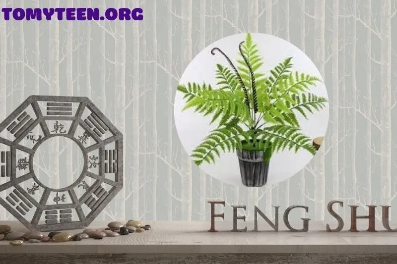 Cây dương xỉ phong thủy là gì và ý nghĩa của nó