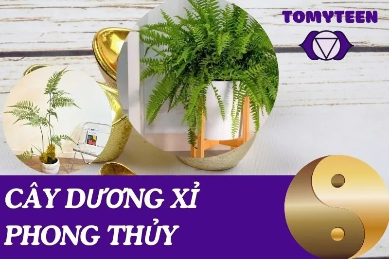 Cây Dương Xỉ Phong Thủy: Ý Nghĩa, Cách Chọn và Chăm Sóc
