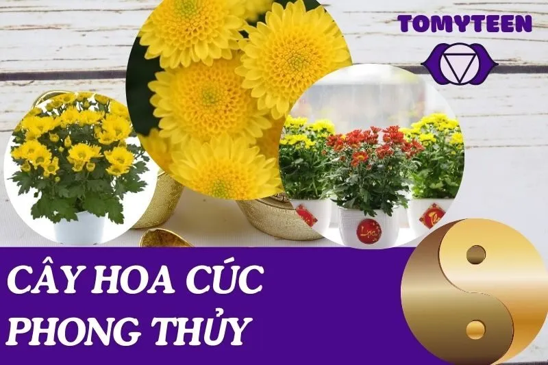 Cây hoa cúc phong thủy