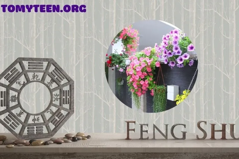 Cây hoa dạ yến thảo nên trồng ở đâu trong nhà?