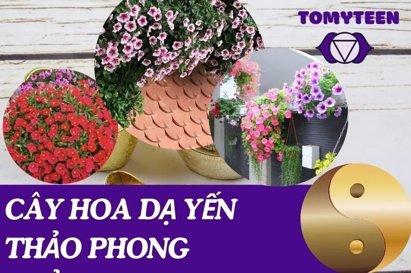 Cây hoa dạ yến thảo phong thủy