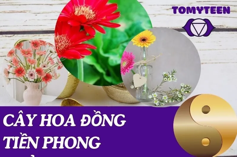 Cây hoa đồng tiền phong thủy