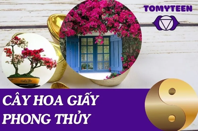 Cây Hoa Giấy Phong Thủy: Ý Nghĩa Và Cách Chọn Hợp Mệnh