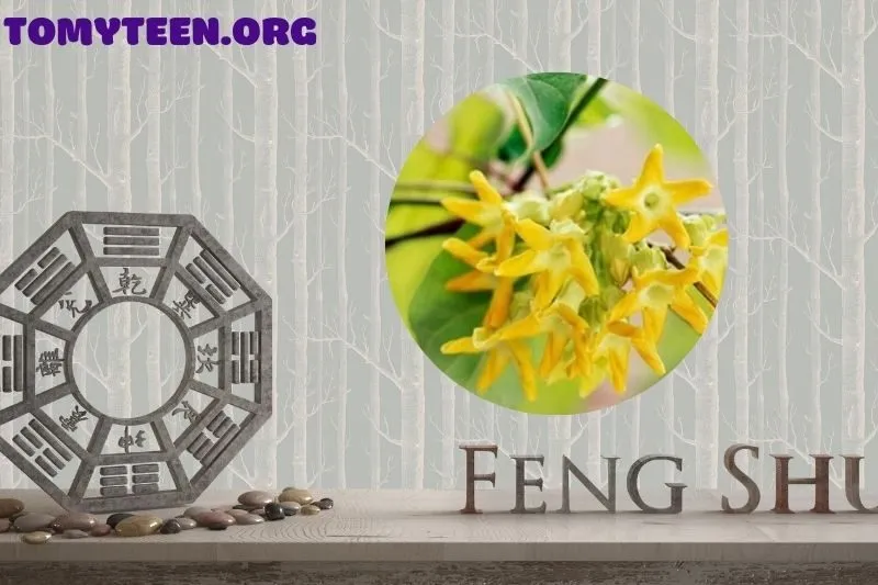 Cây hoa thiên lý phong thủy là gì?