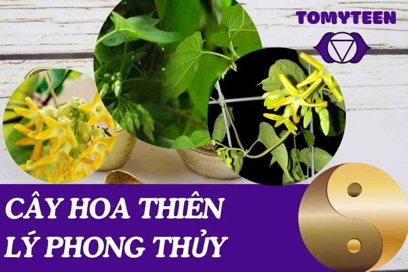 Cây hoa thiên lý phong thủy