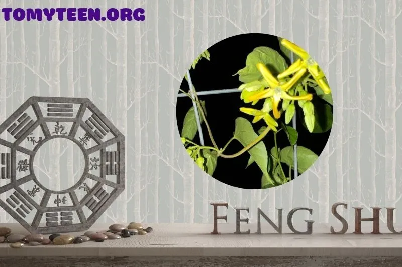 Cây hoa thiên lý phù hợp với ai và không gian nào?