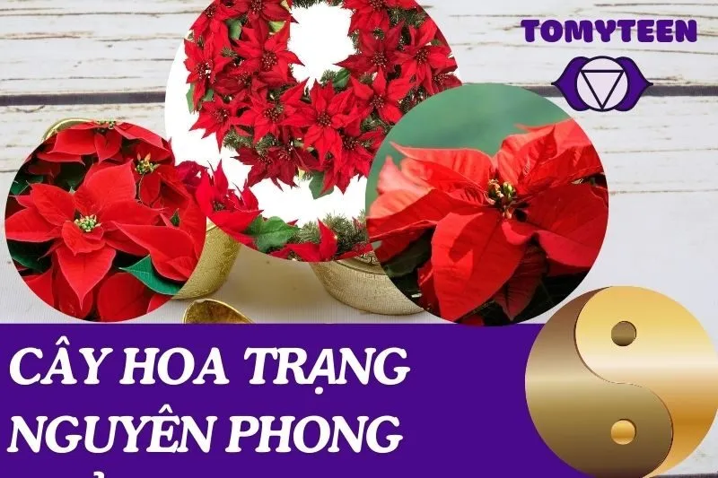 Cây hoa trạng nguyên phong thủy
