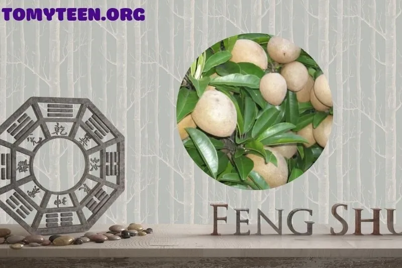 Cây hồng xiêm phong thủy có ý nghĩa gì đối với gia đình và không gian sống?