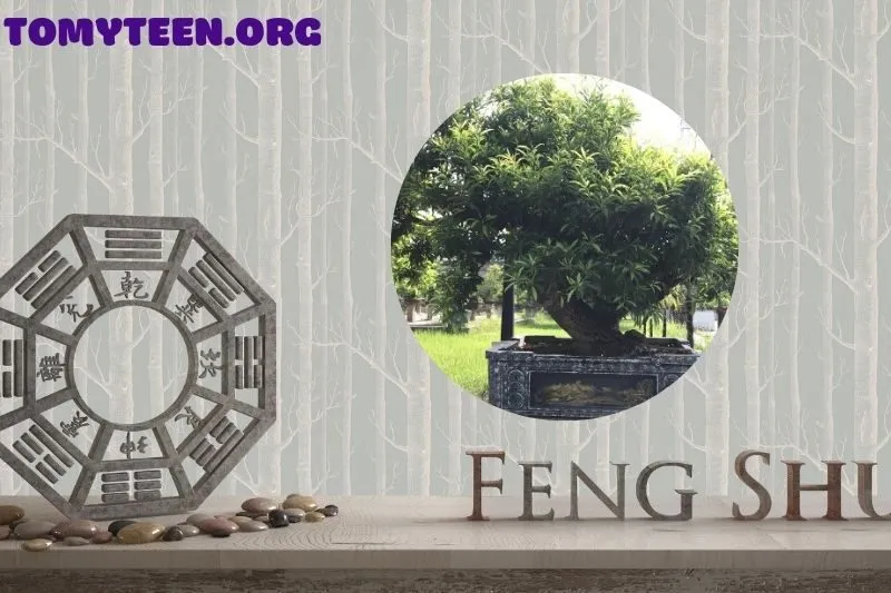 Cây hồng xiêm phong thủy phù hợp với những gia đình nào?