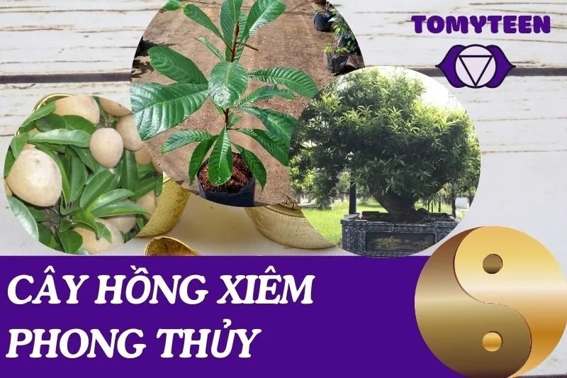 Cây hồng xiêm phong thủy