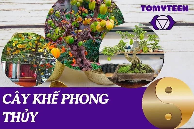 Cây khế phong thủy