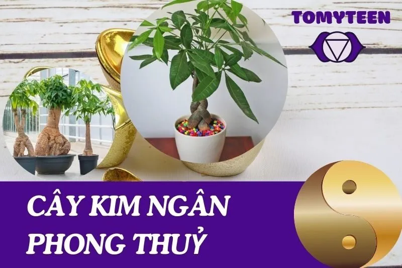 Cây Kim Ngân Phong Thuỷ: Ý Nghĩa, Cách Chăm Sóc và Đặt Vị Trí