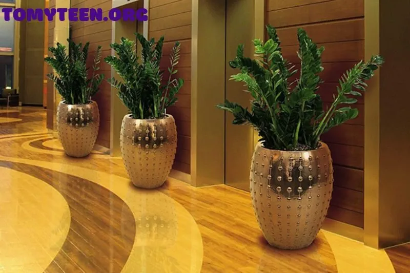 Cây kim tiền trong phong tục và đời sống