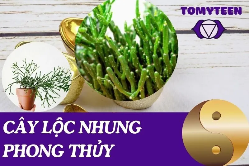 Cây Lộc Nhung Phong Thủy: Ý Nghĩa, Cách Đặt, Và Lợi Ích