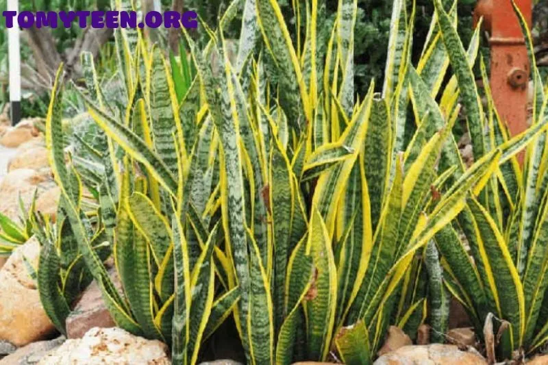 Cây lưỡi hổ hợp mệnh gì và cách chọn cây theo mệnh