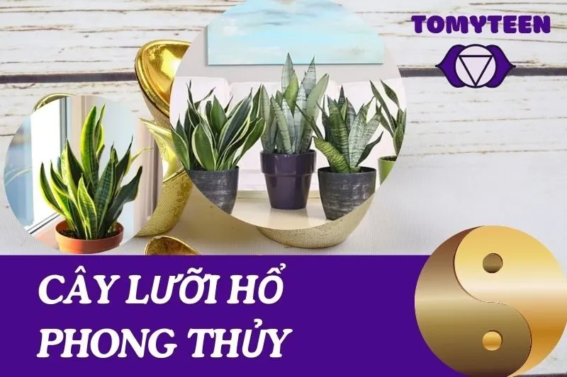 Ý nghĩa phong thủy của cây lưỡi hổ