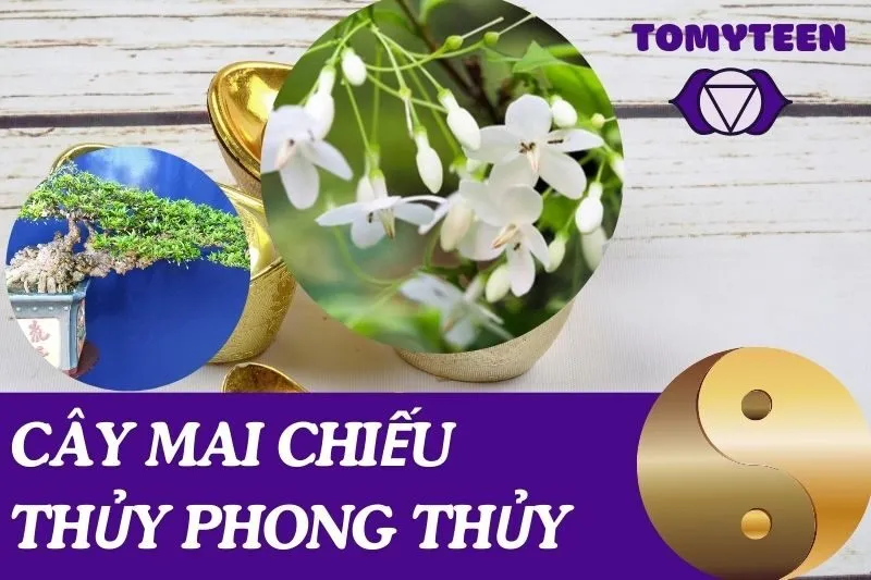 Cây Mai Chiếu Thủy Phong Thủy: Ý Nghĩa Và Cách Chăm Sóc