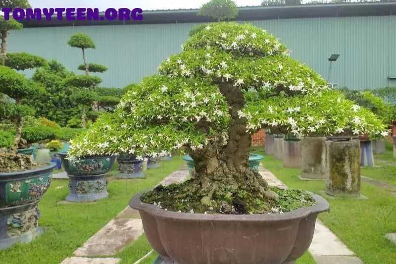 Cây Mai Chiếu Thủy