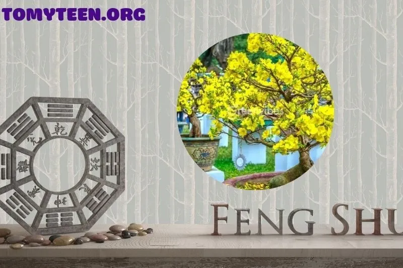 Cây mai như thế nào là đẹp và hợp phong thủy?