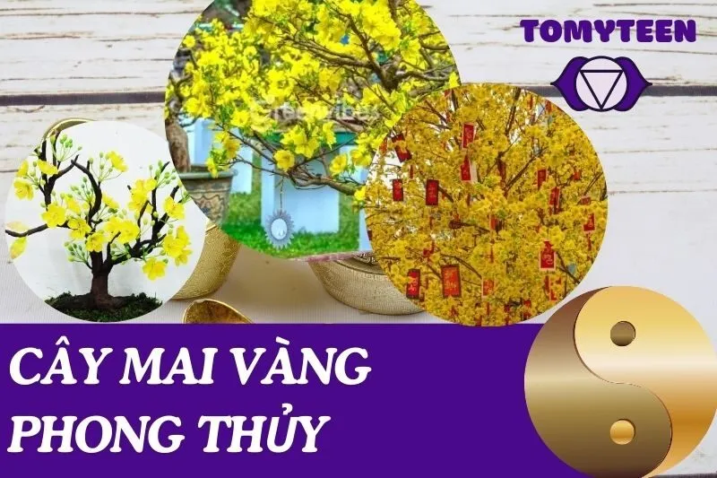 Cây mai vàng phong thủy