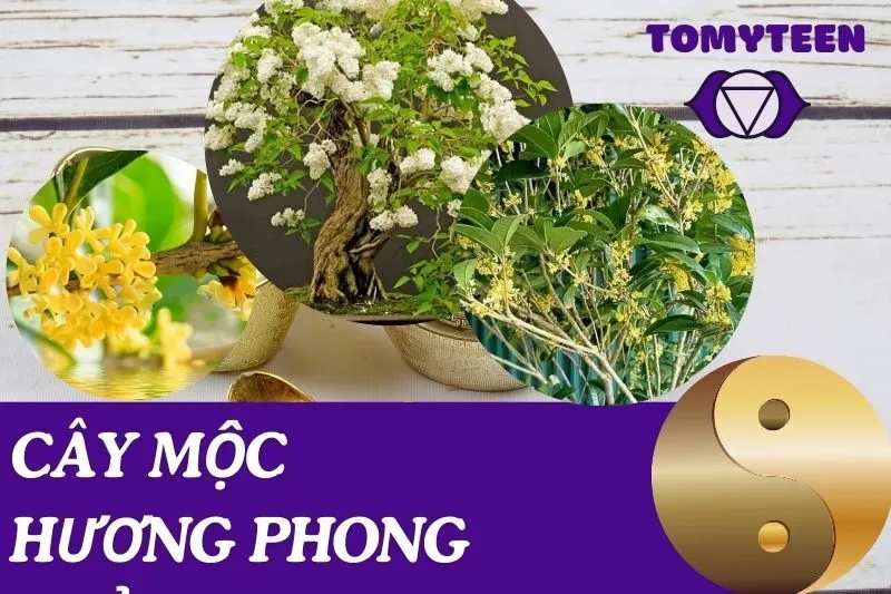 Cây mộc hương phong thủy