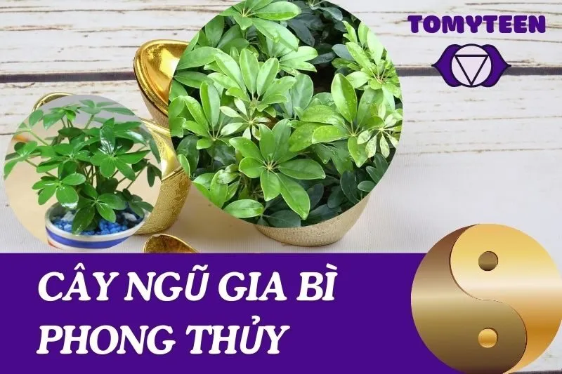 Cây Ngũ Gia Bì Phong Thủy Có Ý Nghĩa Gì Và Cách Trồng Hiệu Quả