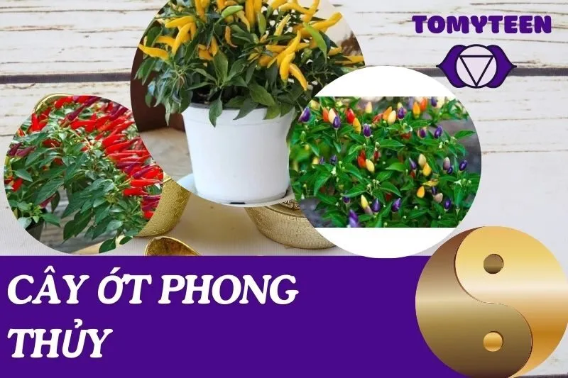 Cây ớt phong thủy