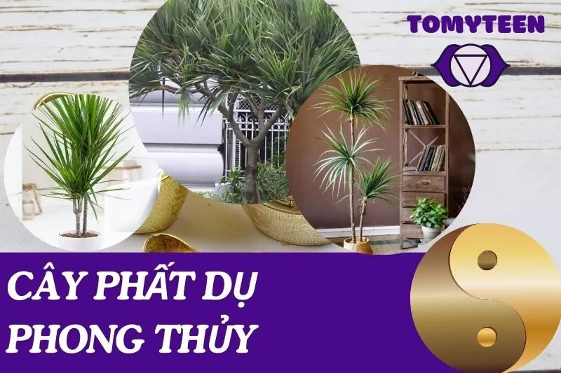 Cây phất dụ phong thủy