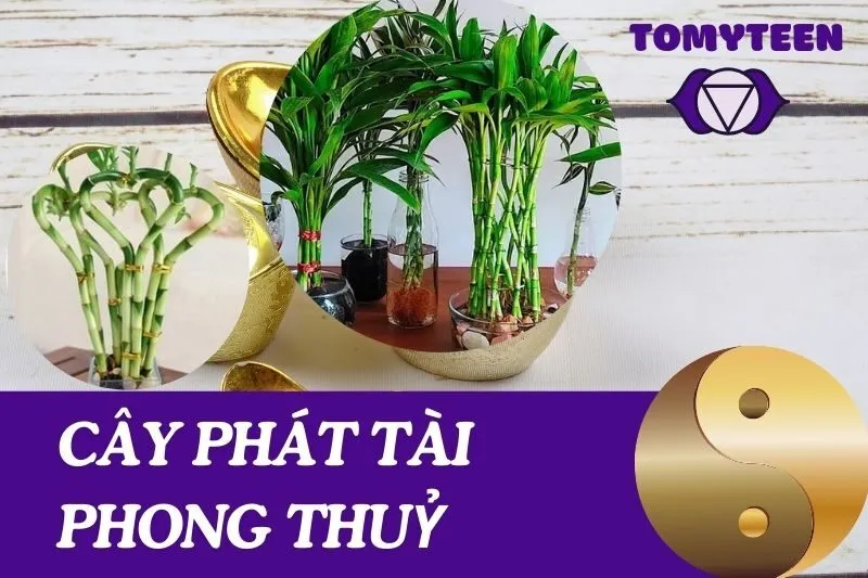 Cây Phát Tài Phong Thuỷ: Ý Nghĩa, Cách Trồng Và Chăm Sóc