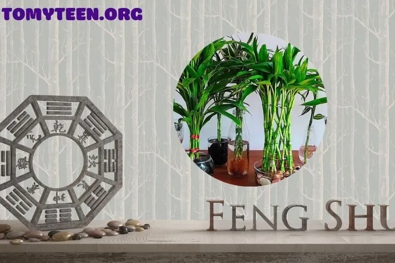 Cây phát tài phong thuỷ: Ý nghĩa và lợi ích