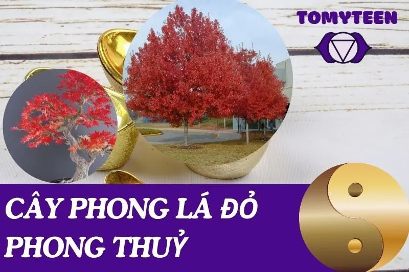 Cây Phong Lá Đỏ Phong Thuỷ: Ý Nghĩa và Cách Chăm Sóc Đúng Cách