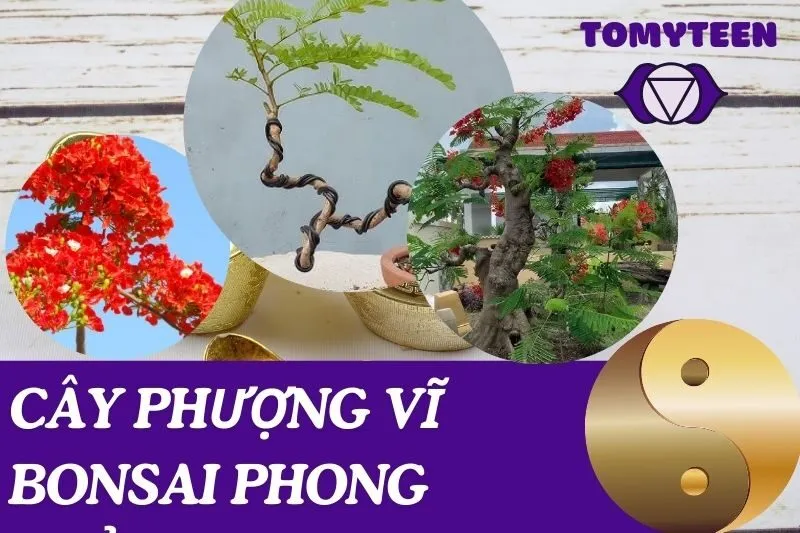 Cây phượng vĩ bonsai phong thủy