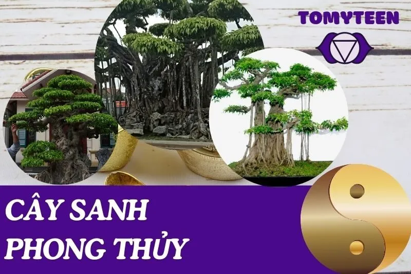 Cây sanh phong thủy