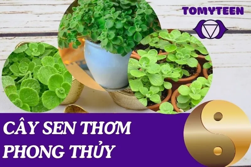 Cây sen thơm phong thủy
